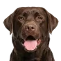 Adult Labrador, dark brown coat, variant 1