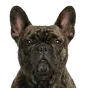 Adult French Bulldog, dark brown coat, variant 2