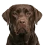 Adult Labrador, dark brown coat, variant 2