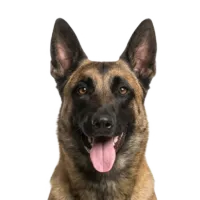 Adult Belgian Malinois portrait from Dog Kennel Simulator