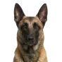 Adult Belgian Malinois, fawn coat, variant 2