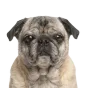 Adult Pug, fawn coat, variant 2