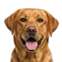 Adult Labrador, golden coat, variant 1