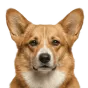 Adult Corgi, golden coat, variant 2