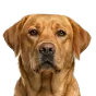 Adult Labrador, golden coat, variant 2