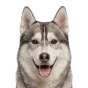 Adult Husky, grey & white coat, variant 1