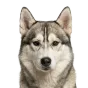 Adult Husky, grey & white coat, variant 2