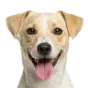 Adult Jack Russell Terrier, lemon coat, variant 1