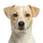 Adult Jack Russell Terrier, lemon coat, variant 2
