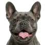 Adult French Bulldog, lilac coat, variant 1