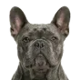 Adult French Bulldog, lilac coat, variant 2