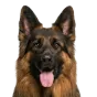Adult German Shepherd, long-haired coat, variant 1