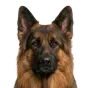 Adult German Shepherd, long-haired coat, variant 2