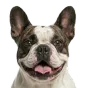 Adult French Bulldog, pied coat, variant 1