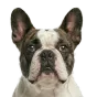 Adult French Bulldog, pied coat, variant 2
