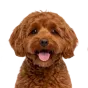 Adult Maltipoo, red coat, variant 1