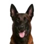 Adult Belgian Malinois, red coat, variant 1