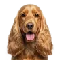 Adult Cocker Spaniel, red coat, variant 1
