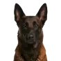 Adult Belgian Malinois, red coat, variant 2