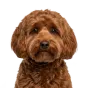 Adult Maltipoo, red coat, variant 2