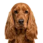 Adult Cocker Spaniel, red coat, variant 2
