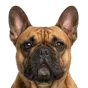 Adult French Bulldog, red coat, variant 2