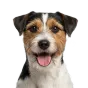 Adult Jack Russell Terrier, rough-coated coat, variant 1