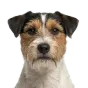 Adult Jack Russell Terrier, rough-coated coat, variant 2