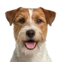 Adult Jack Russell Terrier, rough-coated coat, variant 3