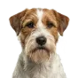 Adult Jack Russell Terrier, rough-coated coat, variant 4