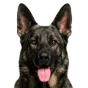 Adult German Shepherd, sable coat, variant 1