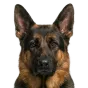 Adult German Shepherd, sable coat, variant 2