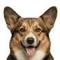 Adult Corgi, tan coat, variant 1