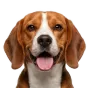 Adult Beagle, tan coat, variant 1