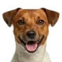 Adult Jack Russell Terrier, tan coat, variant 1