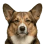 Adult Corgi, tan coat, variant 2