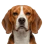 Adult Beagle, tan coat, variant 2