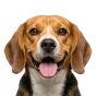 Beagle, adult