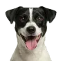 Adult Jack Russell Terrier, tricolour coat, variant 1