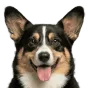 Adult Corgi, tricolour coat, variant 1