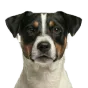 Adult Jack Russell Terrier, tricolour coat, variant 2