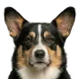 Adult Corgi, tricolour coat, variant 2