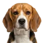Adult Beagle, tricolour coat, variant 2