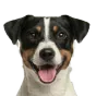 Adult Jack Russell Terrier, tricolour coat, variant 3