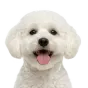 Maltipoo, adult
