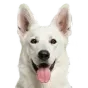 Adult German Shepherd, white coat, variant 1