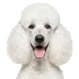 Adult Poodle, white coat, variant 1