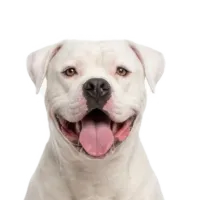 Adult American Bulldog portrait from Dog Kennel Simulator