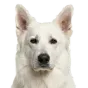 Adult German Shepherd, white coat, variant 2