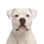 Adult American Bulldog, white coat, variant 2